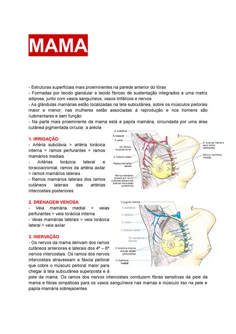 MAMA Vascularização e invervação da mama MAMA Estruturas