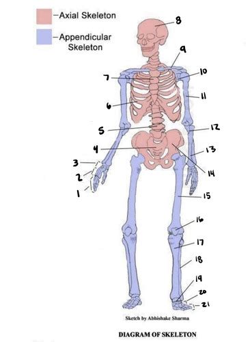 Appendicular Skeleton And Axial Skeleton Flashcards Quizlet