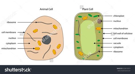 Plant Cell Diagram Drawing Easy Simple Functions And Diagram