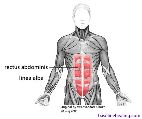 The 5 Main Muscles Of Movement Made Easy Ai Alignment Forum