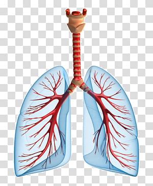 Lungs Clipart Pulmonary Circulation Lungs Pulmonary Circulation