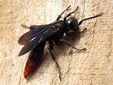 Pictures of What Is Wasp In Cricket