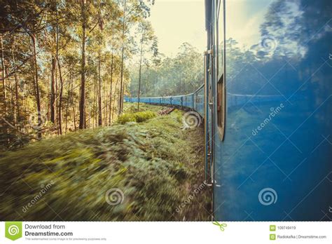 Rushing Train In Forest Landscape With Tall Trees And Green Lush Stock