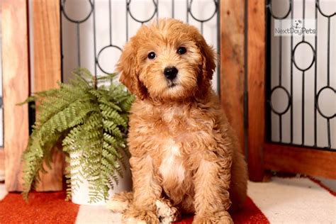Jackson Red Mini Goldendoodle Mini Puppy For Sale Near Ft Myers Sw