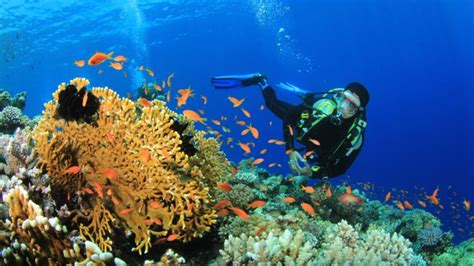 Cuándo y cómo se eligió el Caribe hondureño como segundo arrecife más grande del mundo