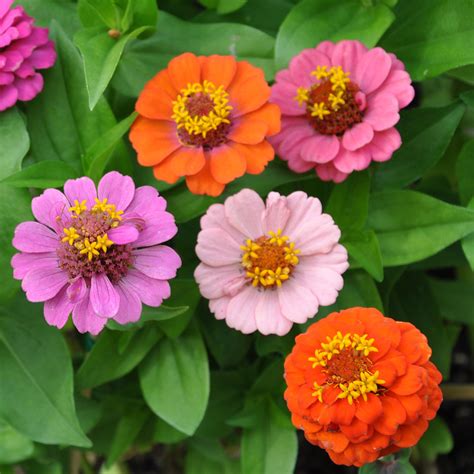 Zinnia Thumbelina Ettåriga Blomsterväxter Zinnia Elegans