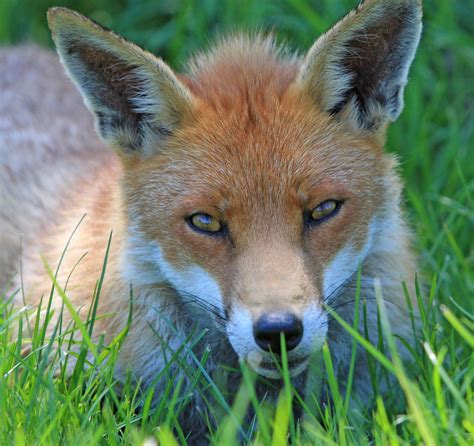 Fox Close Up Free Stock Photo Public Domain Pictures