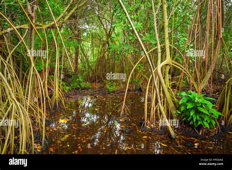 Wild Tropical Rainforest Landscape Mangrove Trees Growing In The Water