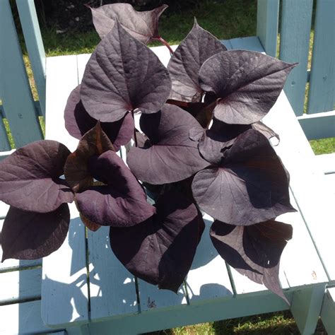 Ipomoea Batatas Black Tone Sweet Potato Black Tone In Gardentags