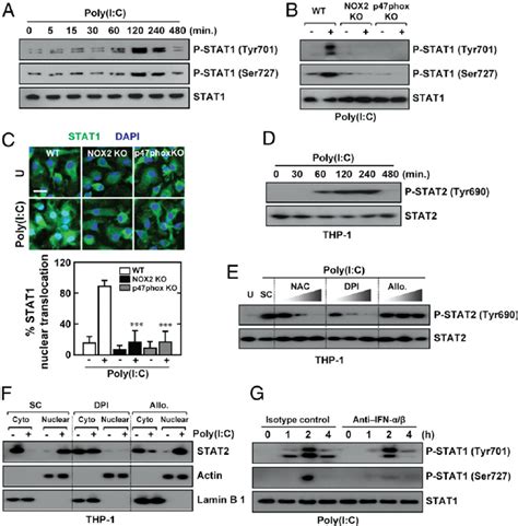 Poly I C Induced Ros Generation Is Required For The Activation And Download Scientific Diagram