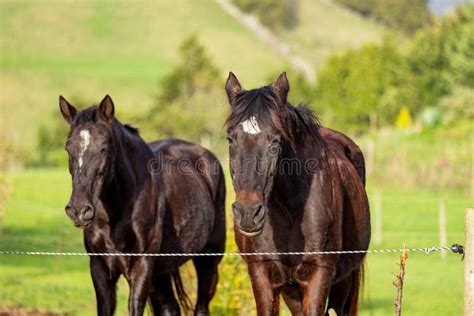 Horses Standing Together On Pasture With Electric Fence Outdoors Farm