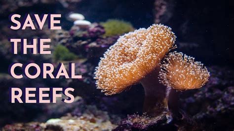 Save The Coral Reefs Read Aloud Youtube