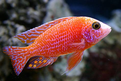 Most Beautiful Freshwater Fish Leadshooli