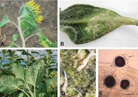 Symptoms Of White Blister Disease On Leaves And Bracts Of Sunflower And