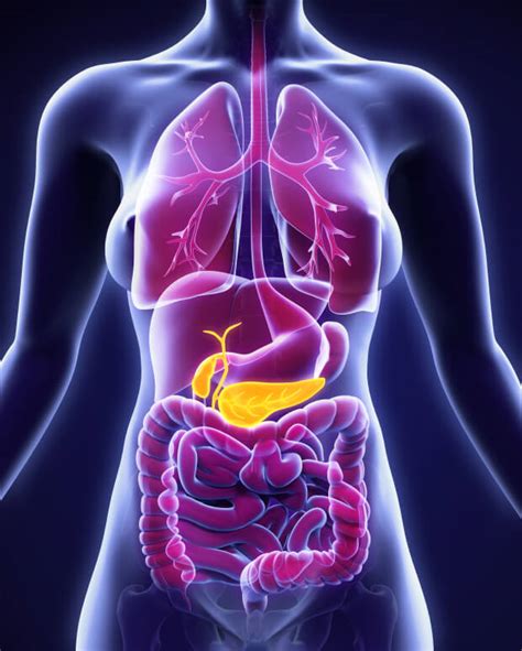 Anatomia Del Sistema Digestivo Umano Per L Illustrazione D Del My Xxx