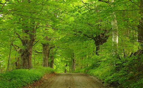1170x2532px Free Download Hd Wallpaper Dirt Road Through Forest