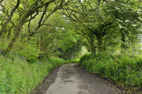 United Kingdom England Cornwall Narrow Country Road Tree Lined In