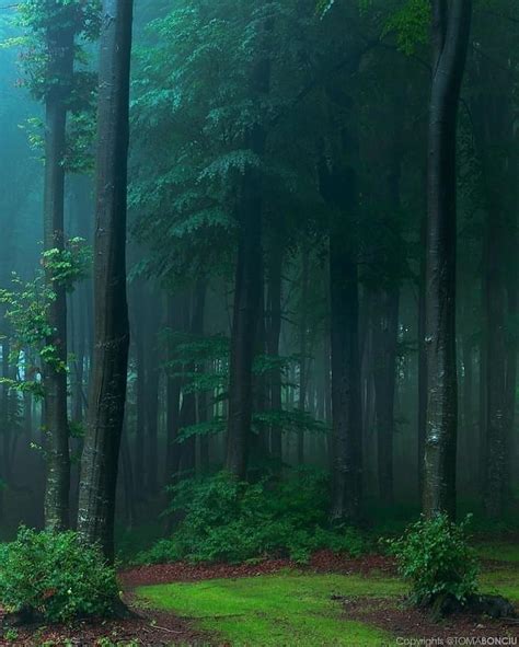 A Foggy Forest In Romania Dark Green Aesthetic Nature Aesthetic Foggy