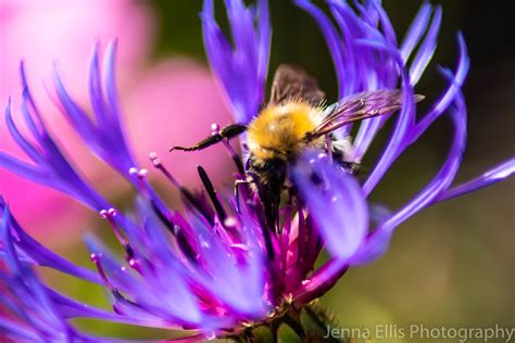 Bee A Flower Jenna Ellis Flickr
