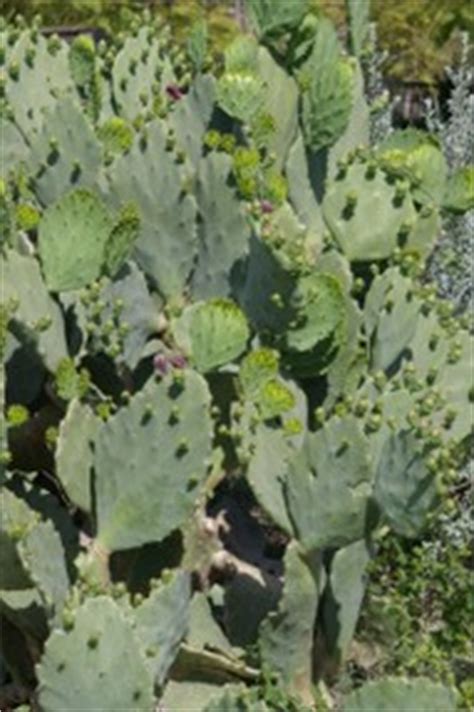 Do not try to chew the seeds, however, they are like little stones. Did You Know You Can Eat Prickly Pear Cactus?