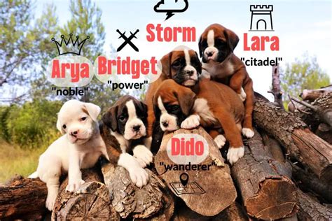Tough Dog Names 200 Best Ideas For A Strong Pup