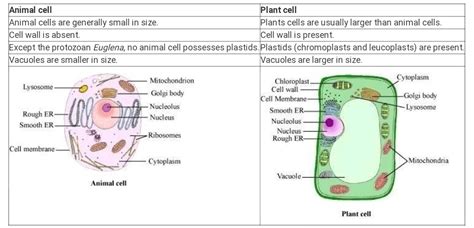 Diagram Of Plant And Animal Cell For Class 9 Animal Cells And Plant