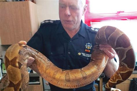 The Brit Panics As The Huge Boa Constrictor Escapes And Wedges Itself