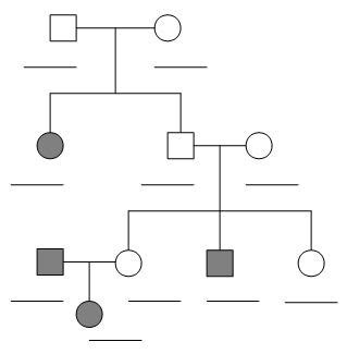 Write the genotypes of each individual on the pedigree. Analyzing Human Pedigrees