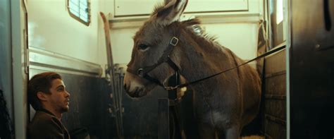 Jerzy Skolimowskis ‘eo Is A Slight But Visually Inventive Donkey