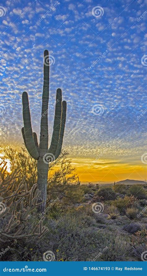 Lone Saguaro Cactus At Sunrise Near Phoenix Arizona Stock Image Image