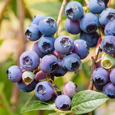Woodard Blueberry Bush For Sale