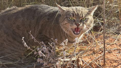Australia Is Deadly Serious About Killing Millions Of Cats