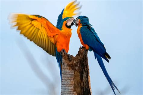 Sleeping Macaws Stock Photos Pictures And Royalty Free Images Istock