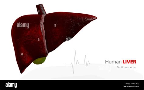 Illustration Of Anatomy Human Liver Stock Photo Alamy