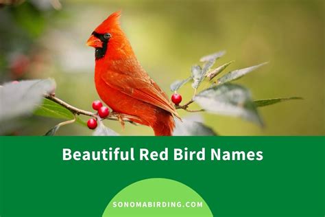 200 Beautiful Red Bird Names Sonoma Birding
