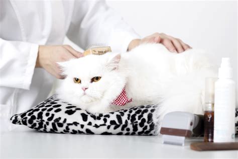 We provide all the services you and your pet will need including: Pet Grooming Jacksonville, FL | Cat Grooming