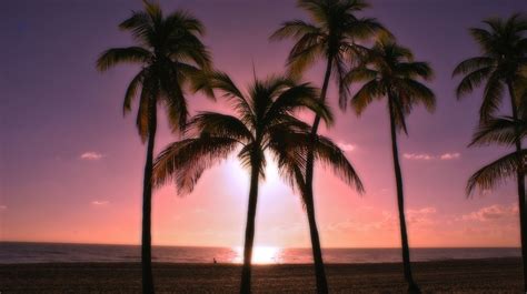 Beach Palm Trees Sunset Language School Florida Usa Fort Lauderdale