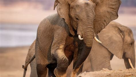 A Roadmap To Reversing The Decline Of Southern Africas Elephants
