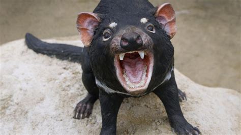 Last Healthy Tasmanian Devils Being Wiped Out By Speeding Drivers