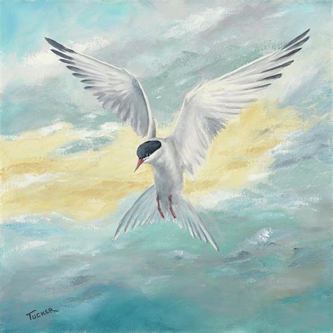Arctic Tern Hovers With Grace Painting By Kathleen Tucker Fine Art