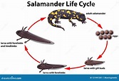 Concepto Del Ciclo De Vida De La Salamandra Ilustración del Vector ...