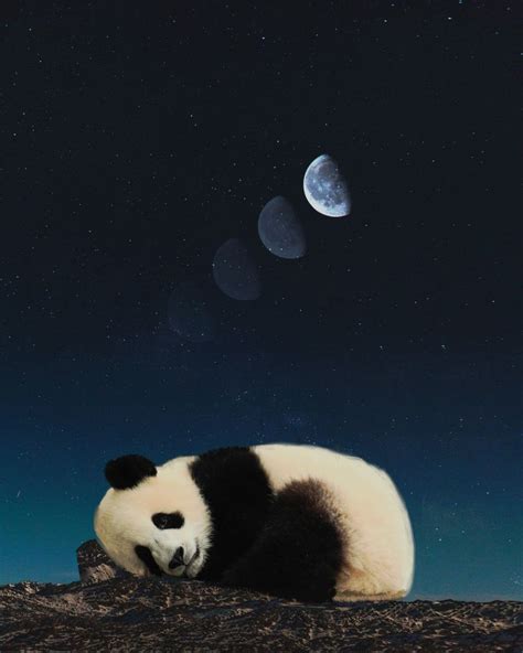 Panda Sleeping Art Print By Unreal World X Small Panda Images