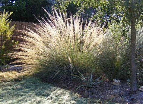 Best 5 Ornamental Grasses For Texas Landscapes Plum Flowers Pansies