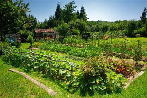 10 Expert Tips To Help You Create Your Dream Garden Ready Nutrition