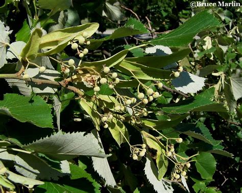 American Basswood Or Linden Tilia Americana L North American Insects And Spiders