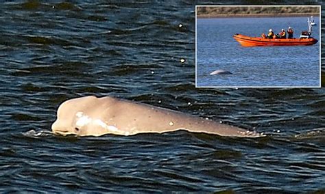Benny The Beluga Whale Is Still In River Thames After Nearly 2 Months Daily Mail Online