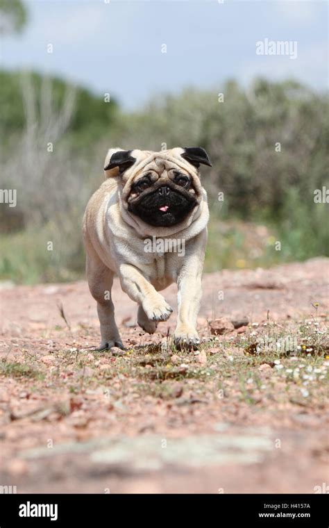 Dog Pug Carlin Mops Adult Fawn Grey Gray Standing Rock In The Wild