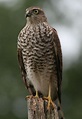 sparrow hawk bird of prey | Hawk bird, Birds of prey, Bird