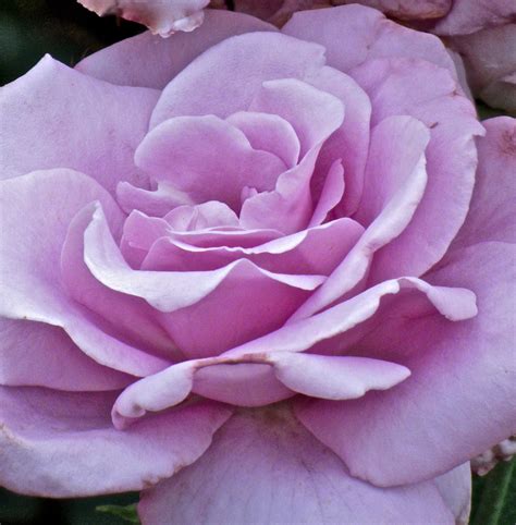Lavender Rose Ellenm1 Flickr