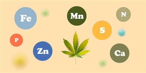 26 Cannabis Nutrient Deficiency Chart Neenanatanem